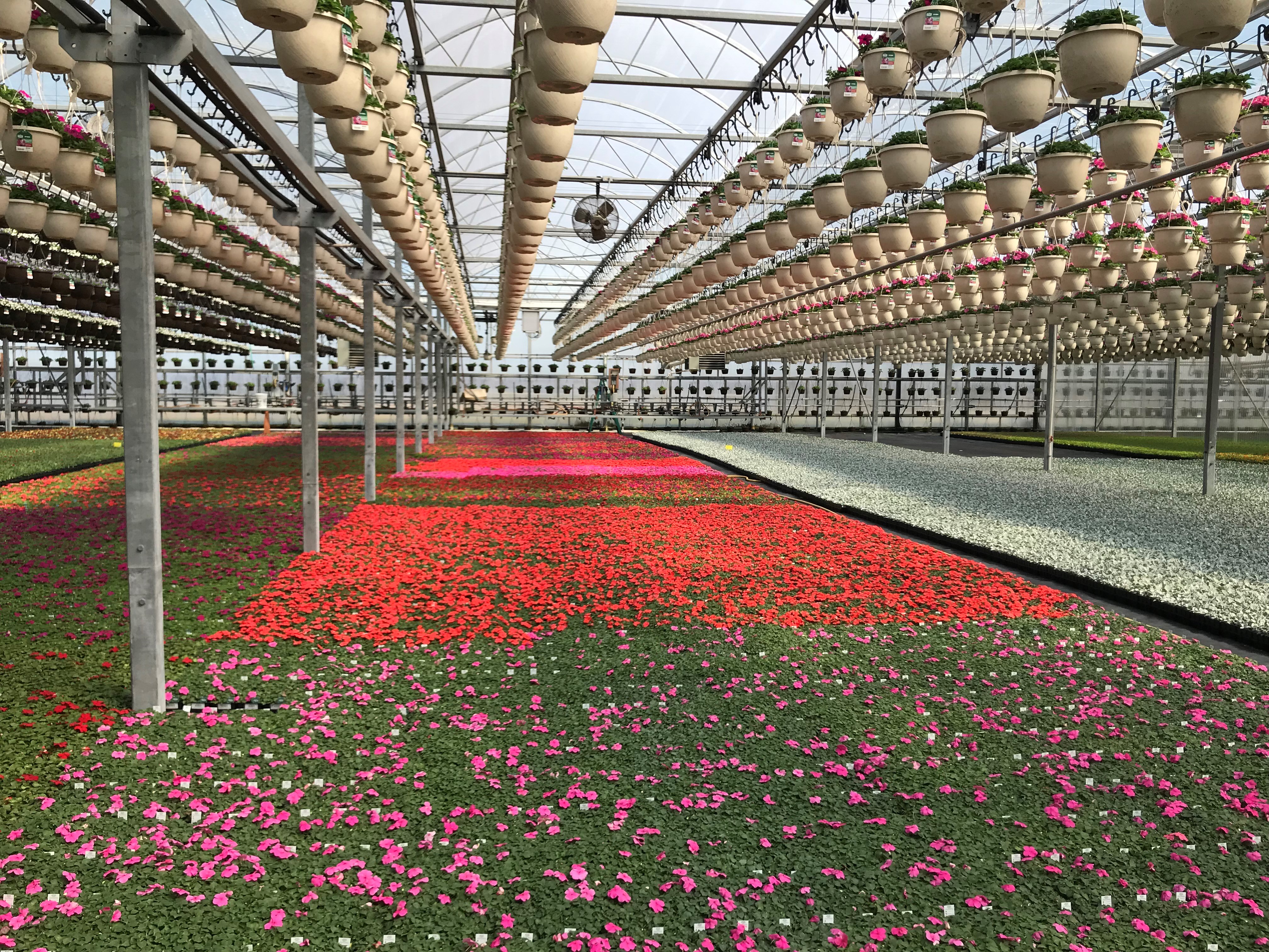 Greenhouse exploding with color